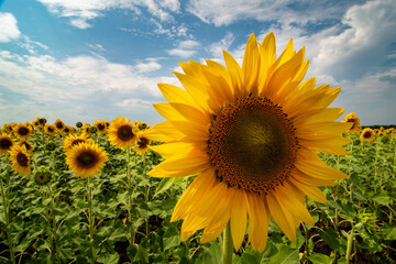 Fototapeta premium Sunflower field under storm clouds on a summer day