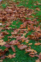 autumn leaves on grass