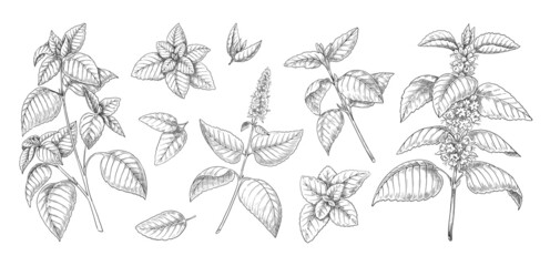Peppermint sketch. Mint leaves branches and flowers vintage engraving. Hand drawn spearmint and melissa herbs. Culinary or medical aromatic plant twigs. Vector botanical elements set - obrazy, fototapety, plakaty