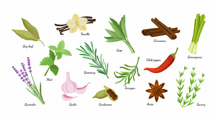 Culinary herbs. Condiment herbal collection. Aromatic vanilla and lavender. Natural cinnamon and cardamom. Fresh lemongrass. Organic anise, mint or tarragon. Vector spicy plants set