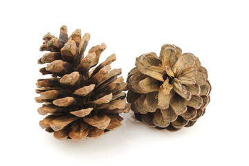 Pair of brown pine cones isolated on white background