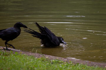 Black crows taking a bath in Yoyogi park pond