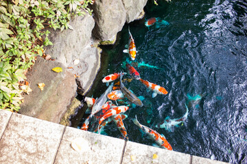 White and orange japanese carps at a pond in Sensō-ji temple