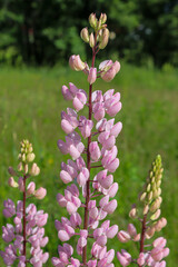 Pink Lupine flowers on a meadow