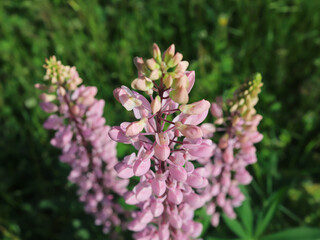 Pink Lupine flowers on a meadow