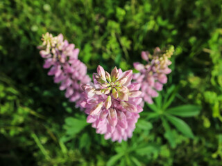 Pink Lupine flowers on a meadow