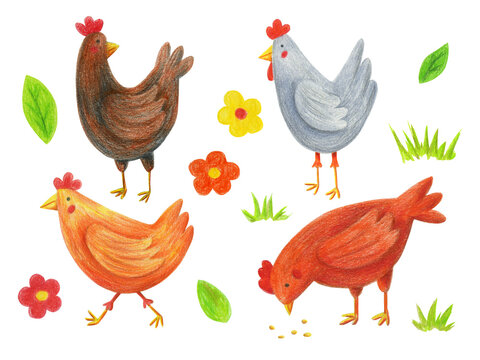 Chicken clip art set isolated on white. Hand drawn with color pencils chicks, flowers, leaves, grass illustrations. Cartoon domestic birds, hens design elements.