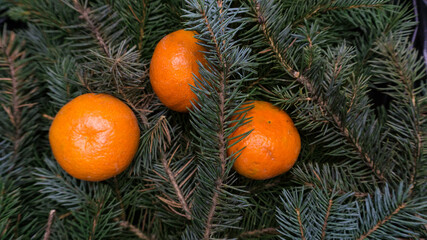 Obraz na płótnie Canvas Branches of a blue Christmas tree and tangerines, photo in the afternoon