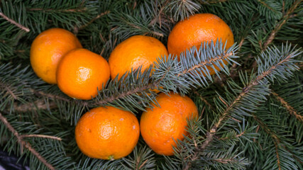 Fototapeta na wymiar Branches of blue spruce and tangerines, photo in the afternoon