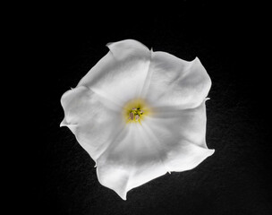 Fototapeta na wymiar Top view of a flower on a black background. View above.