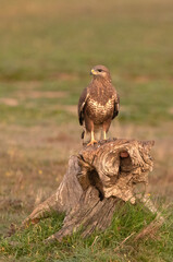 Common buzzard with the first light of a cold winter day