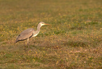 Gray heron with the dawn lights of a cold winter day