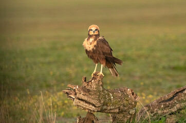 Adult female Western marsh harrier with the first light of day in a wetland in central Spain