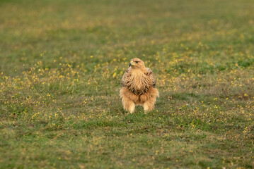 Fototapeta premium Young of Spanish Imperial Eagle in Mediterranean forest with the first light of the day