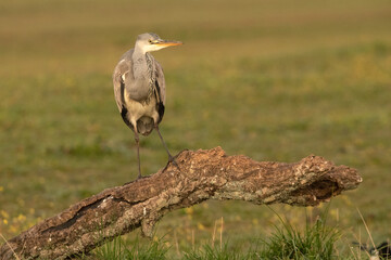 Gray heron with the dawn lights of a cold winter day