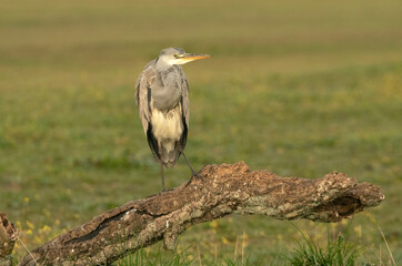 Gray heron with the dawn lights of a cold winter day