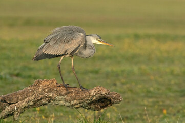 Gray heron with the dawn lights of a cold winter day