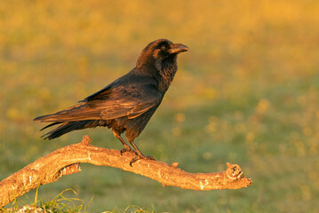 Common raven, Corvus corax with the first light of the day in a Mediterranean forest