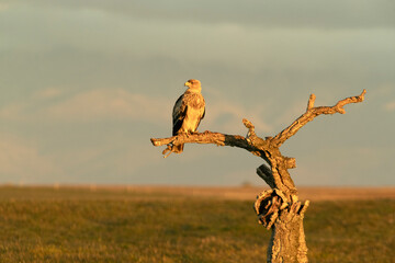 Young of Spanish Imperial Eagle in Mediterranean forest with the first light of the day