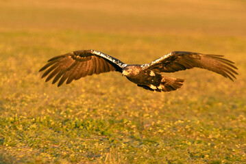 Adult female Spanish Imperial Eagle landing with the first rays of dawn on a winter's day in a Mediterranean ecosystem