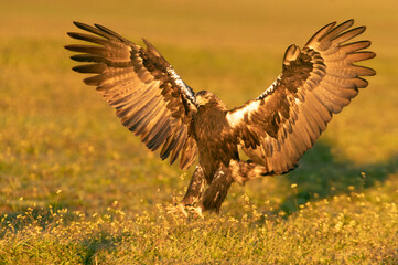 Adult female Spanish Imperial Eagle landing with the first rays of dawn on a winter's day in a Mediterranean ecosystem