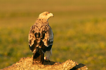 Young of Spanish Imperial Eagle in Mediterranean forest with the first light of the day