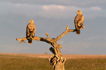 Young of Spanish Imperial Eagle in Mediterranean forest with the first light of the day