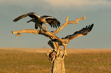 Adult female and young male of Spanish Imperial Eagle in Mediterranean forest of its territory with the first light of the day