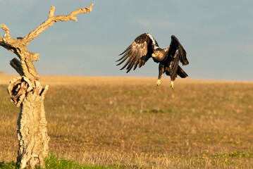 Spanish Imperial Eagle arriving in flight at his favorite watchtower with the first light of day