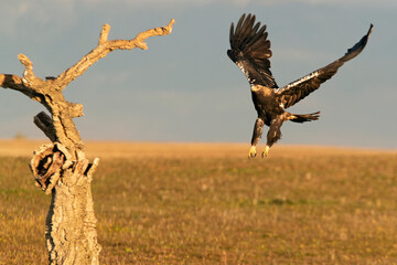 Spanish Imperial Eagle arriving in flight at his favorite watchtower with the first light of day