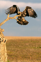 Spanish Imperial Eagle arriving in flight at his favorite watchtower with the first light of day