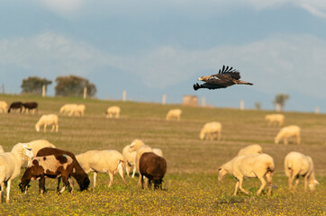Adult Spanish Imperial Eagle in flight at first light on a cold winter day