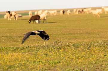 Adult Spanish Imperial Eagle in flight at first light on a cold winter day