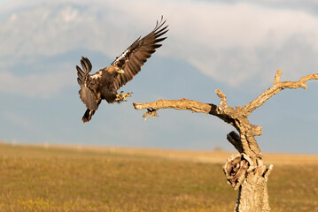 Spanish Imperial Eagle arriving in flight at his favorite watchtower with the first light of day