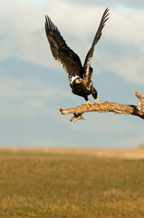 Spanish Imperial Eagle taking off from his favorite watchtower with the first light of day