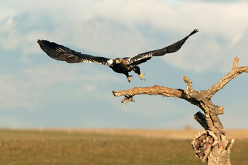 Spanish Imperial Eagle taking off from his favorite watchtower with the first light of day