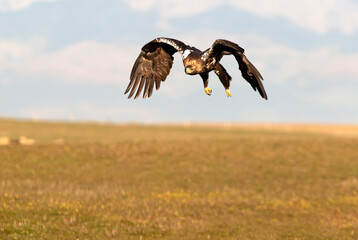 Adult Spanish Imperial Eagle in flight at first light on a cold winter day