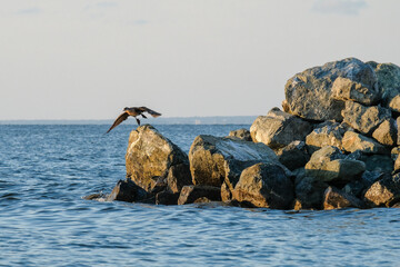 seagulls on rock