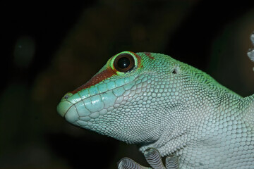 Detailed closeup on a the scales of a Phelsuma day gecko species in a terrarium