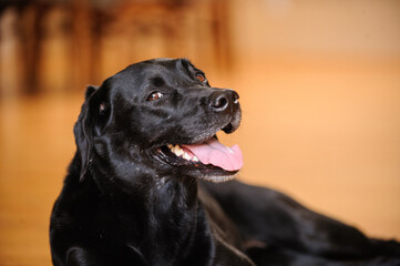 Senior Black Labrador Retriever dog indoors with a big smile