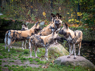 hyenas standing as family group members at the zoo