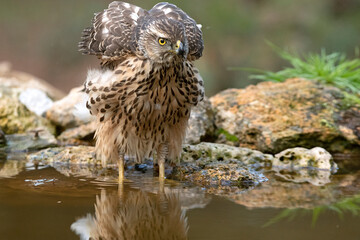Young one year old Northern goshawk female drinking at a natural water point in a pine and oak forest in the last evening lights