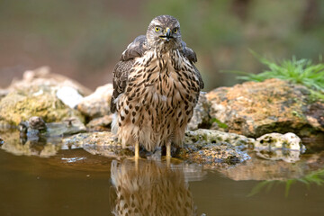 Young one year old Northern goshawk female drinking at a natural water point in a pine and oak forest in the last evening lights