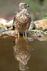 Young one year old Northern goshawk female drinking at a natural water point in a pine and oak forest in the last evening lights