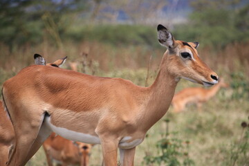 Profile of Impala