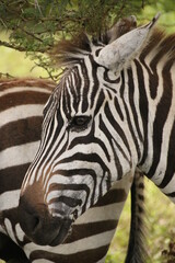 Fototapeta na wymiar Portrait of zebra in Lake Nakuru National Park (Kenya)
