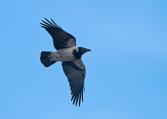 Hooded Crow (Corvus cornix), Greece