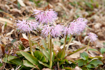 ショウジョウバカマの花