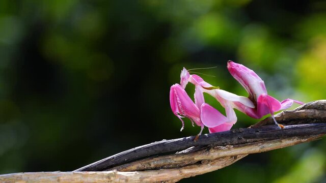 Orchid Mantis Camouflage. The praying mantis on the branch.