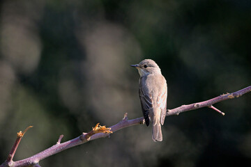 Spotted flycatcher (Muscicapa striata), Crete, Greece